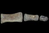 Composite Hadrosaur Finger - Alberta (Disposition #-) #71733-1